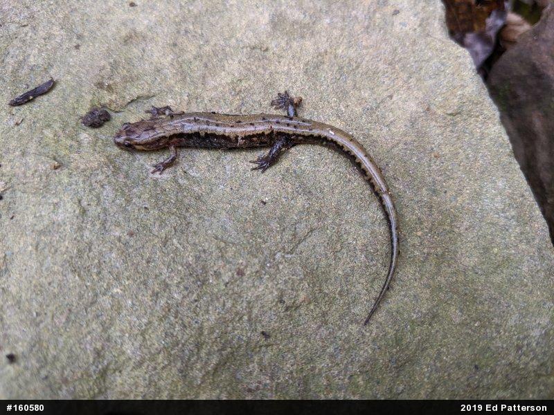 Allegheny Mountain Dusky Salamander
