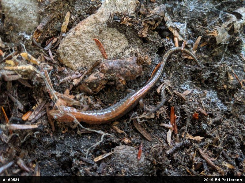 Eastern Red-backed  Salamander