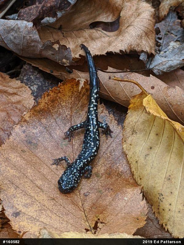 Northern Slimy Salamander
