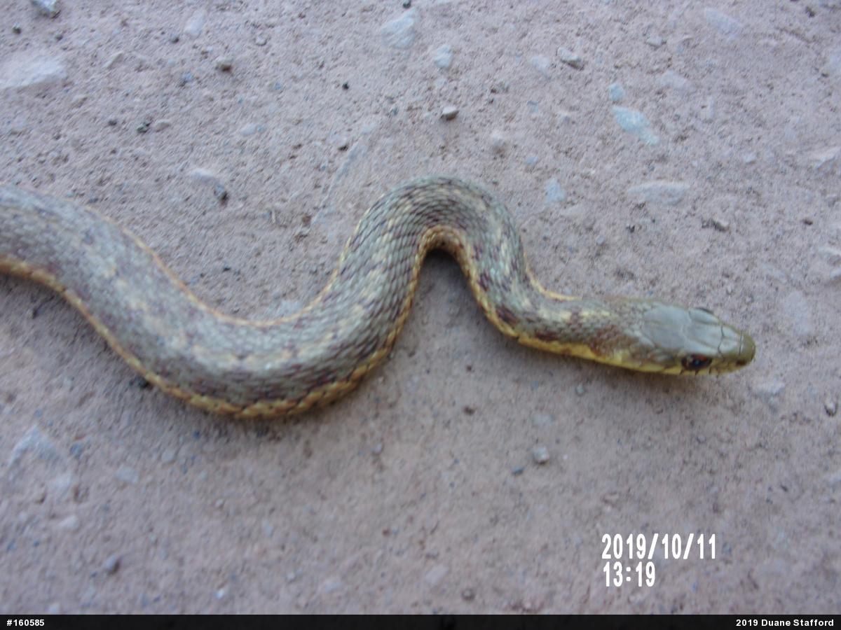 Eastern Gartersnake