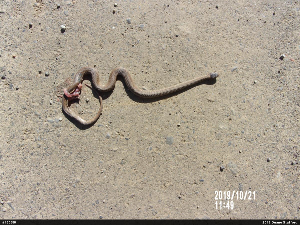 Red-bellied Snake