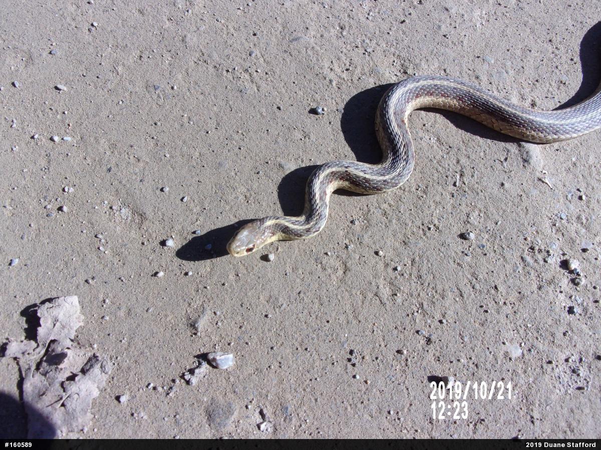 Eastern Gartersnake