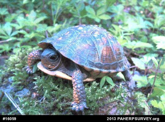 Eastern Box Turtle