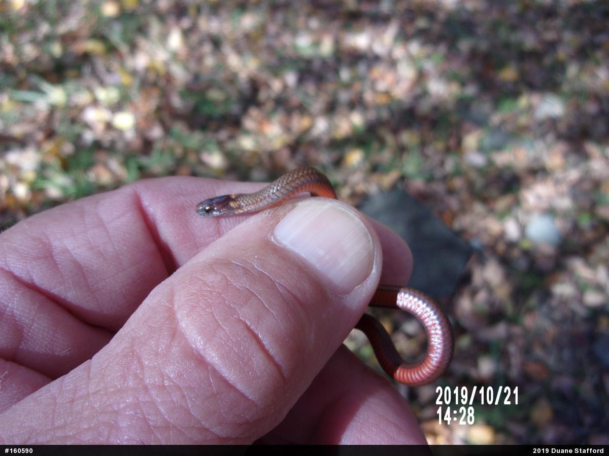 Red-bellied Snake