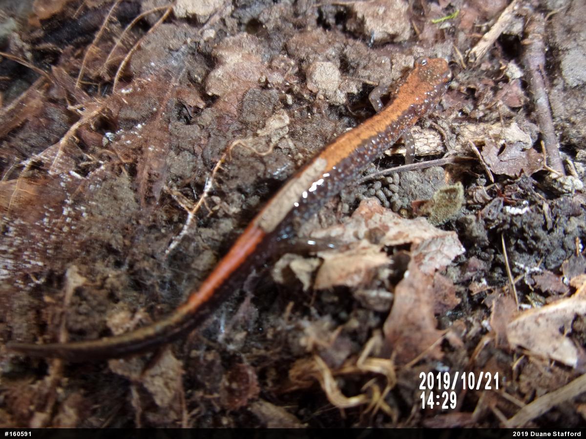 Eastern Red-backed  Salamander