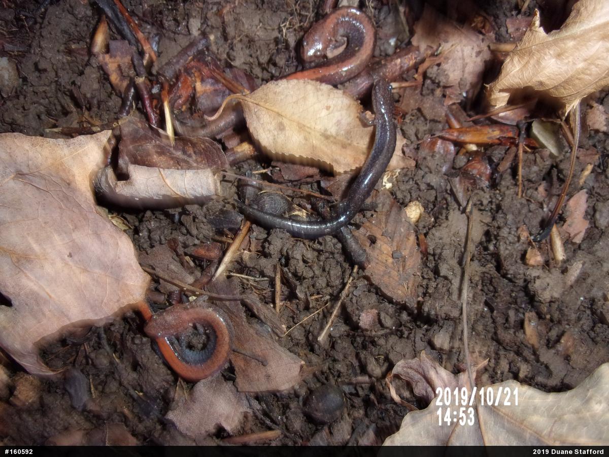 Eastern Red-backed  Salamander