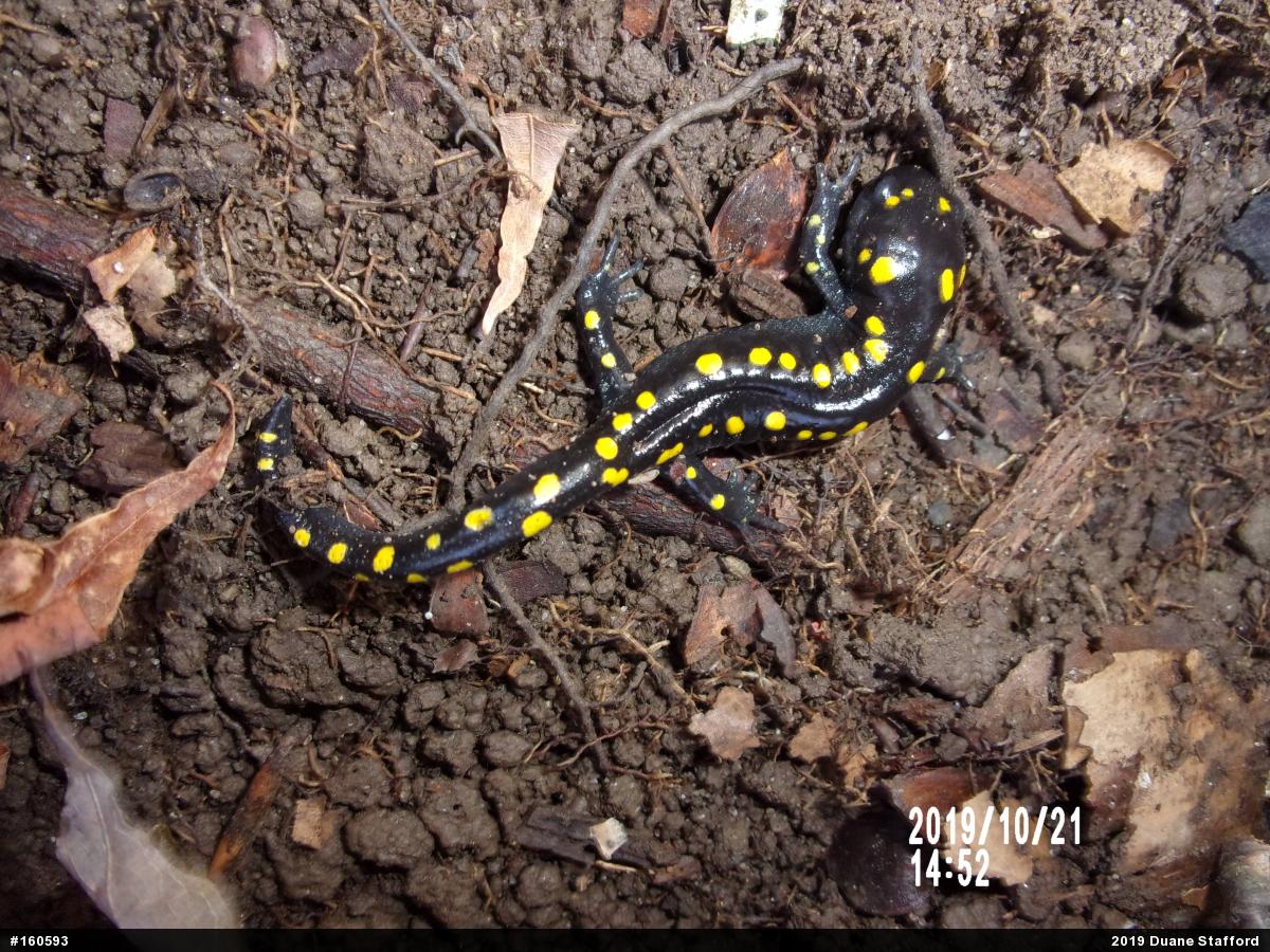 Spotted Salamander
