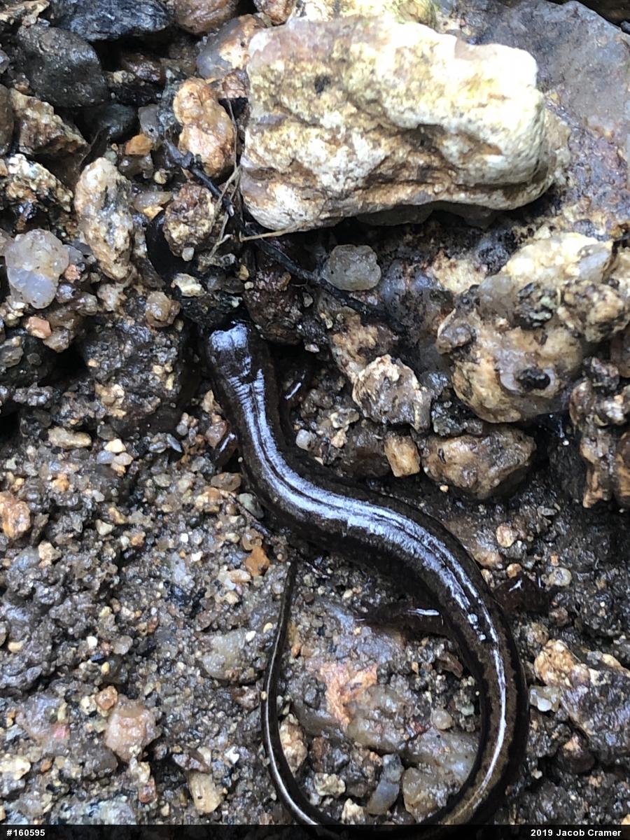 Northern Two-lined Salamander