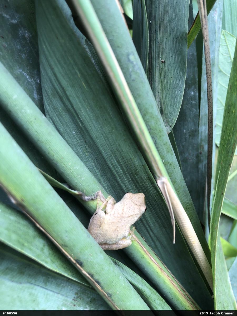 Spring Peeper