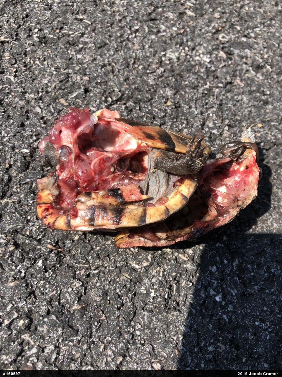 Eastern Box Turtle