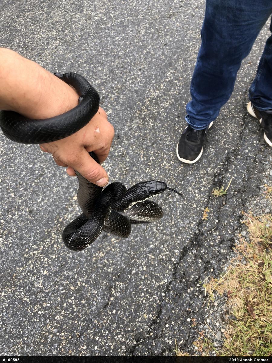 Eastern Ratsnake