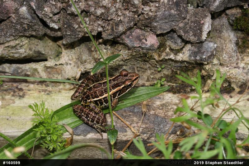 Pickerel Frog