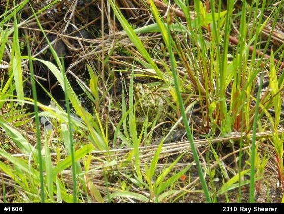 Northern Leopard Frog