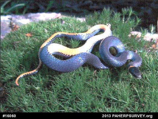 Northern Ring-necked Snake