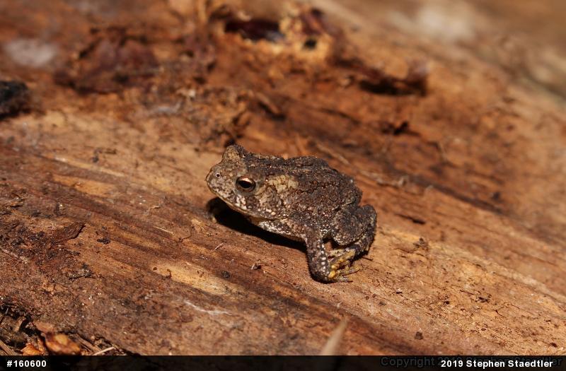Eastern American Toad
