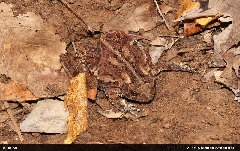 Eastern American Toad