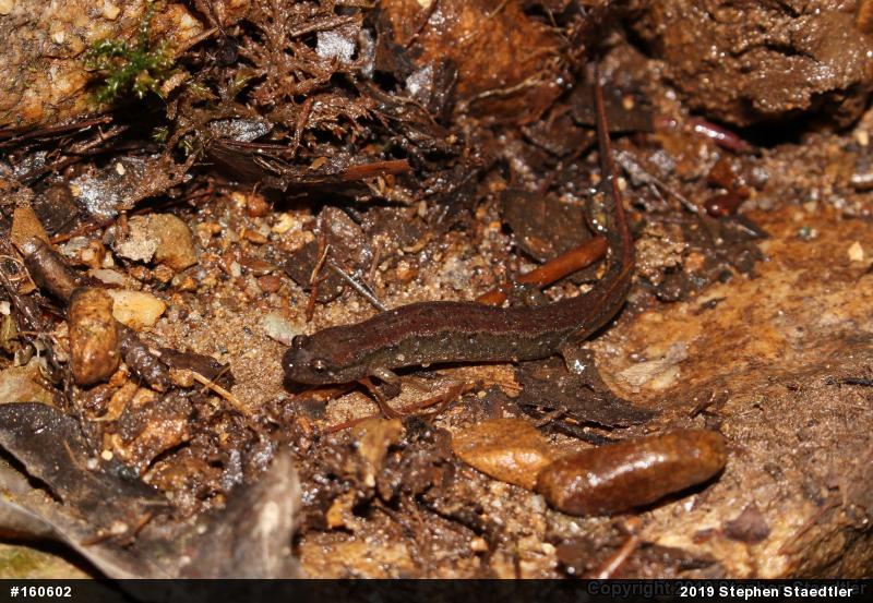 Northern Dusky Salamander