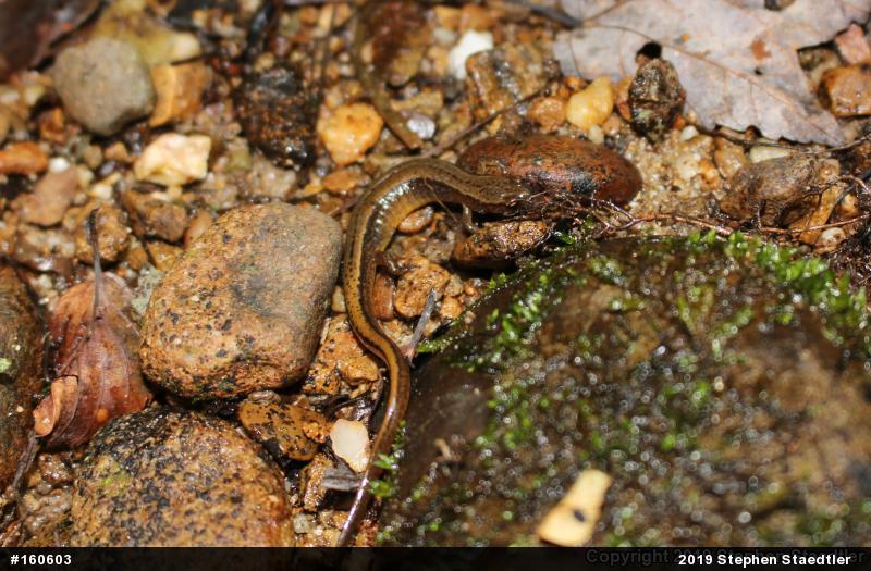 Northern Two-lined Salamander