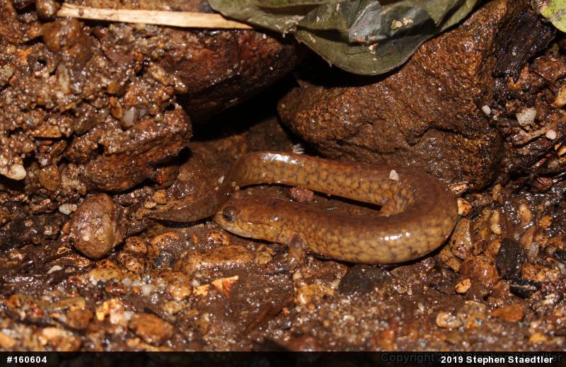 Northern Spring Salamander