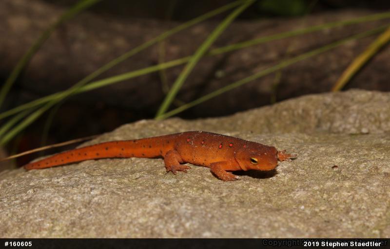 Red-spotted Newt