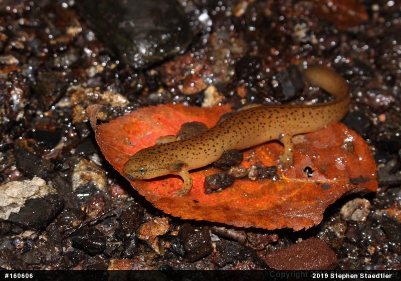 Northern Red Salamander