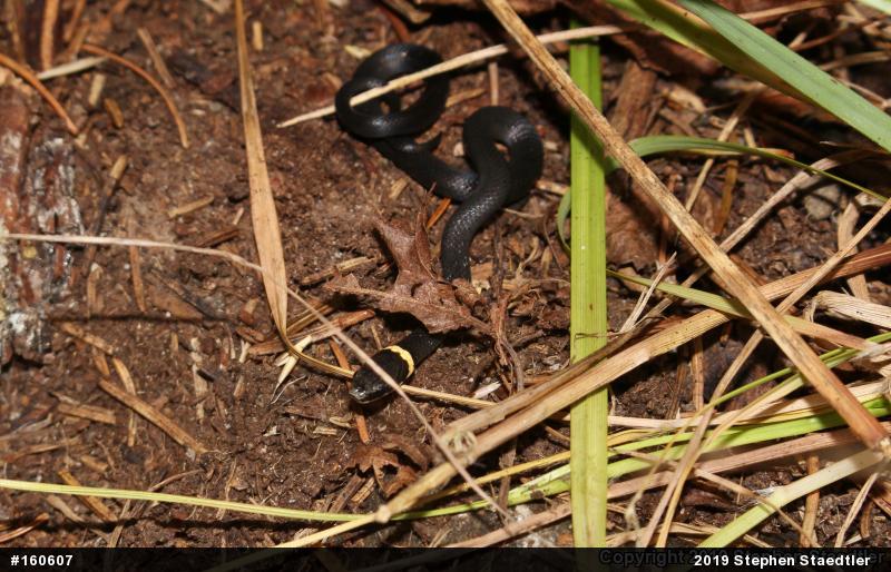Northern Ring-necked Snake