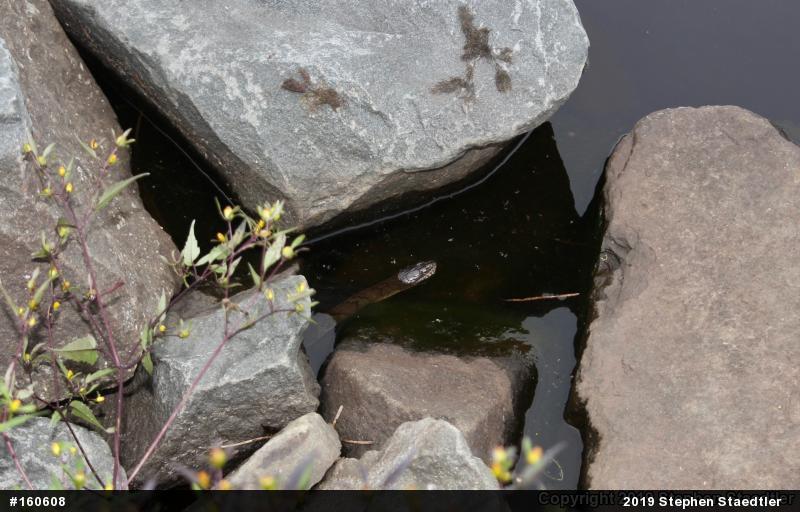 Northern Watersnake