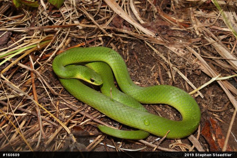 Smooth Greensnake