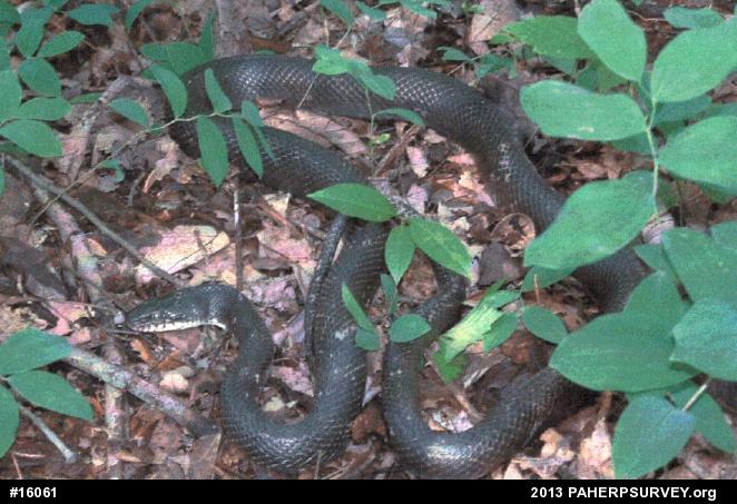 Eastern Ratsnake