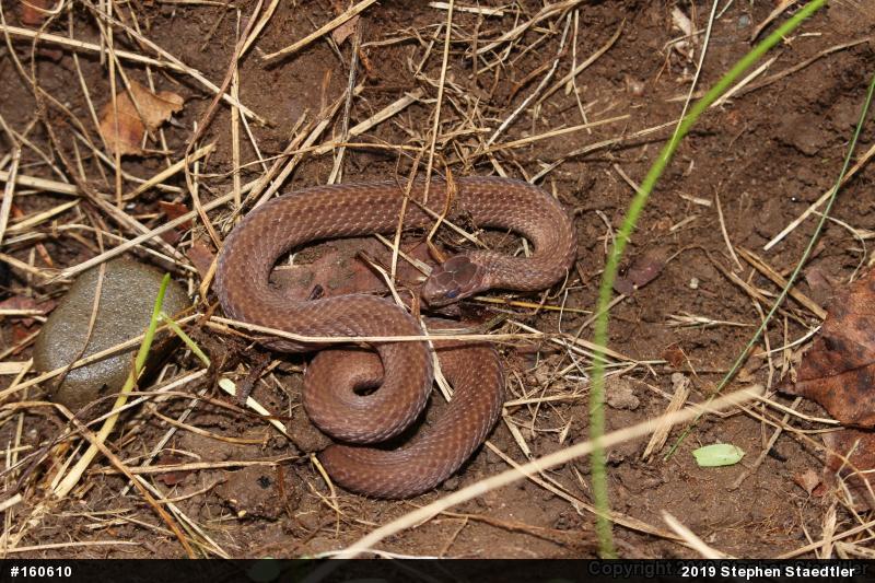 Red-bellied Snake