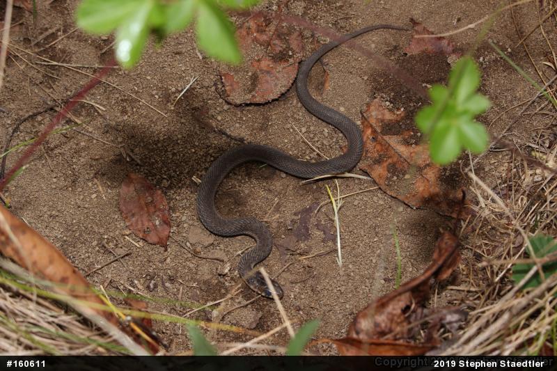 Eastern Gartersnake
