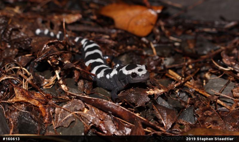 Marbled Salamander
