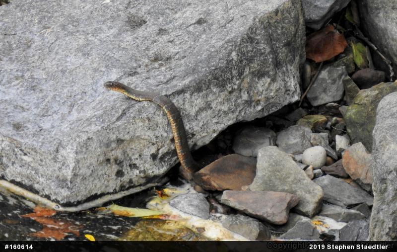 Northern Watersnake