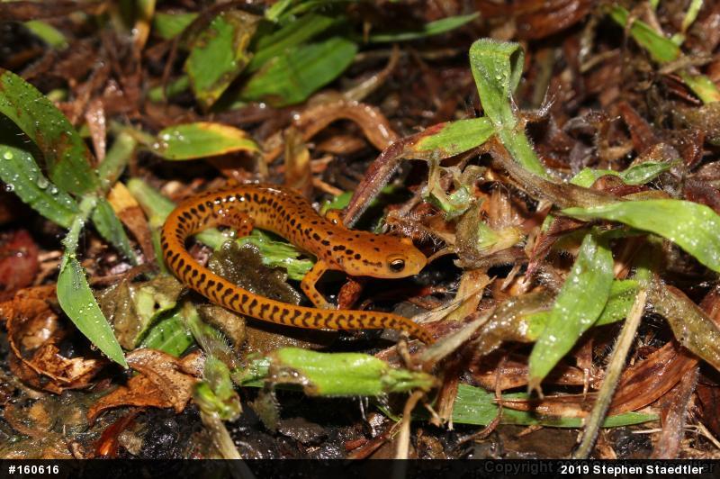 Eastern Long-tailed Salamander