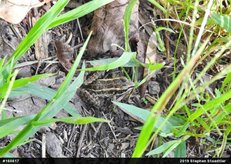 Pickerel Frog