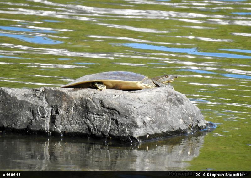 Eastern Spiny Softshell