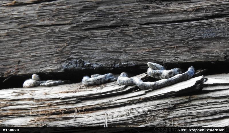 Eastern Ratsnake