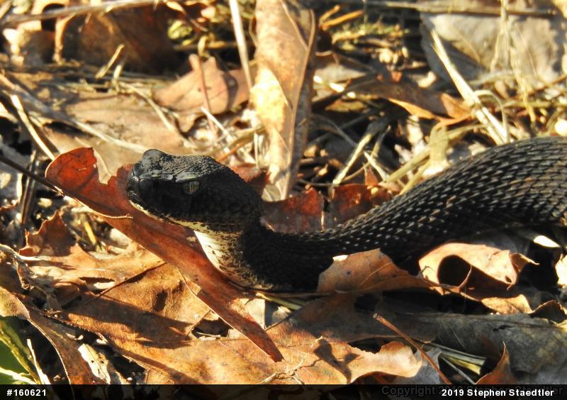 Timber Rattlesnake