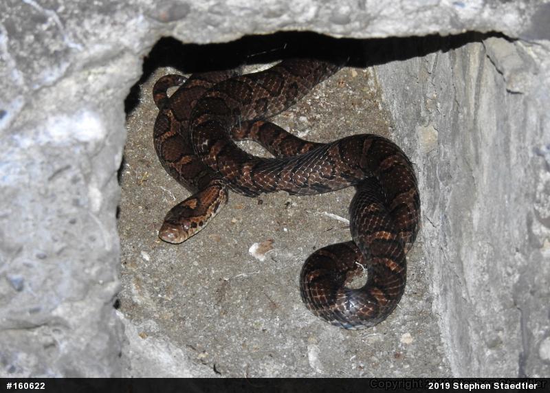 Eastern Milksnake