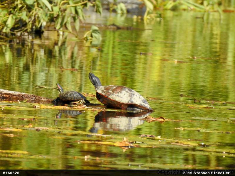 Red-eared Slider