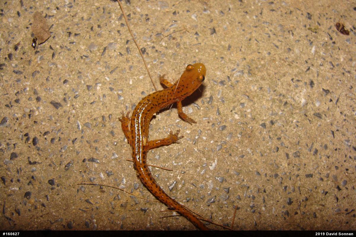 Eastern Long-tailed Salamander