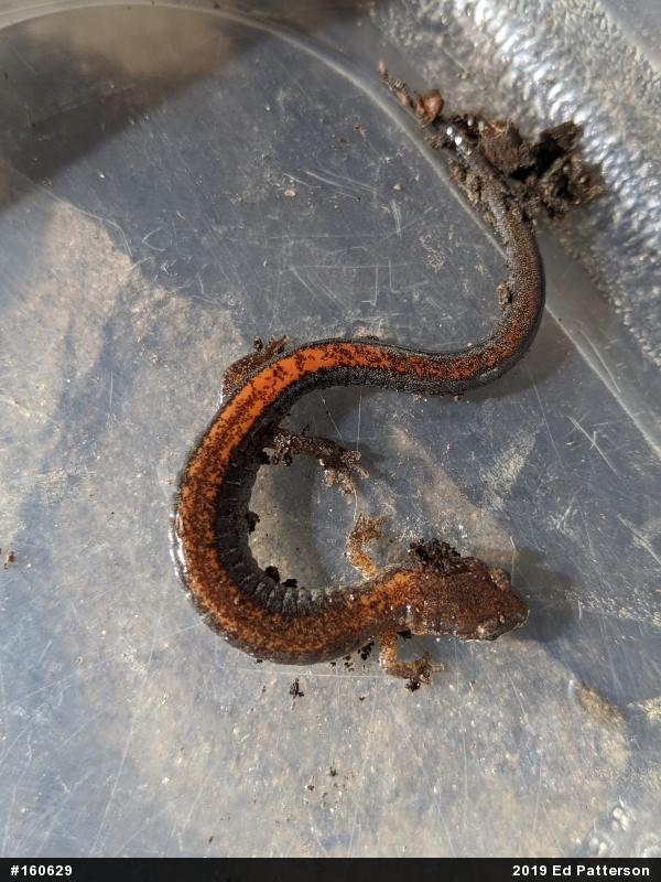 Eastern Red-backed  Salamander