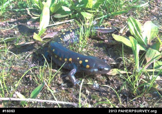 Spotted Salamander