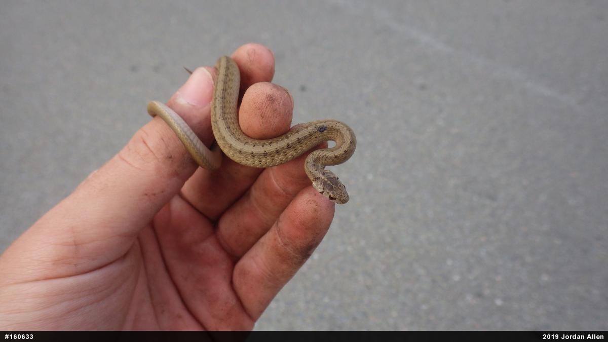 Dekay's Brownsnake