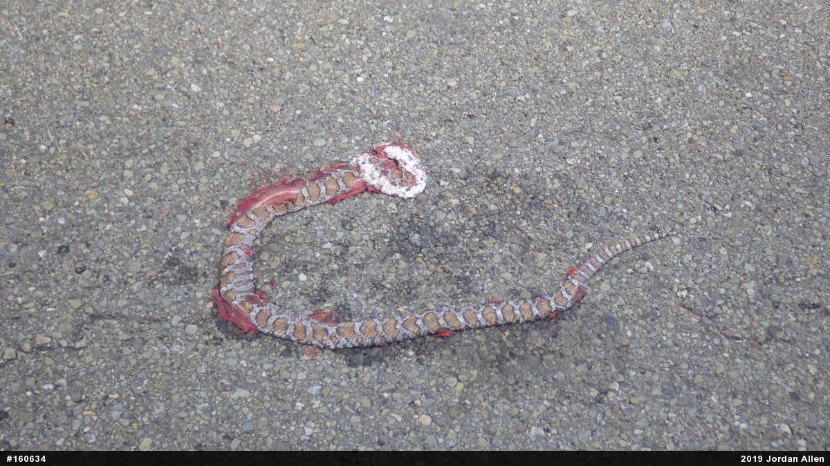 Eastern Milksnake