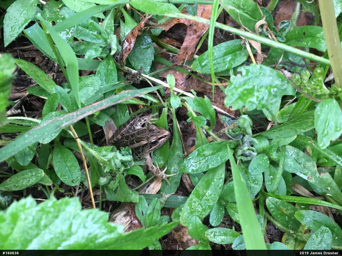 Pickerel Frog