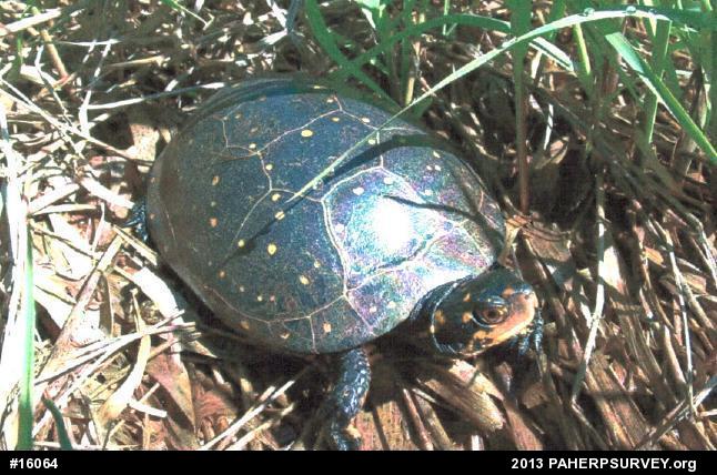Spotted Turtle