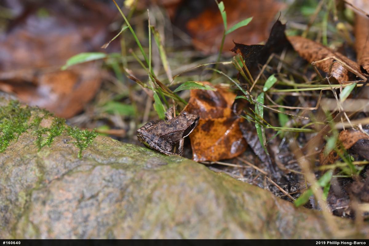 Wood Frog