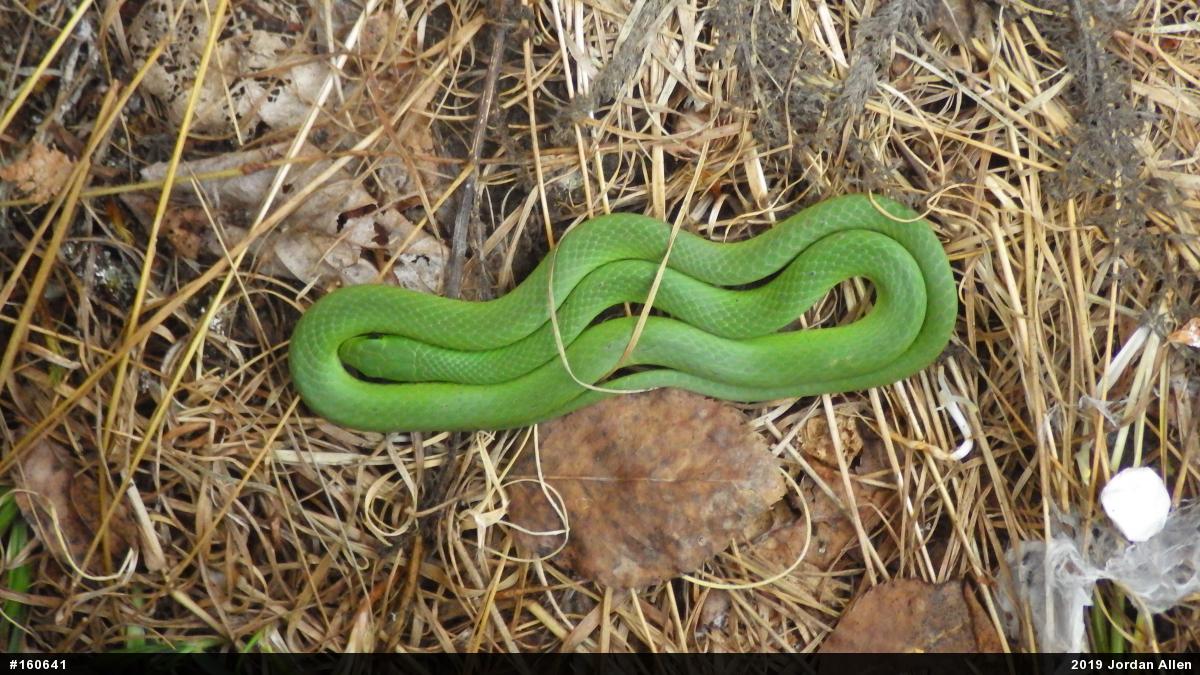 Smooth Greensnake