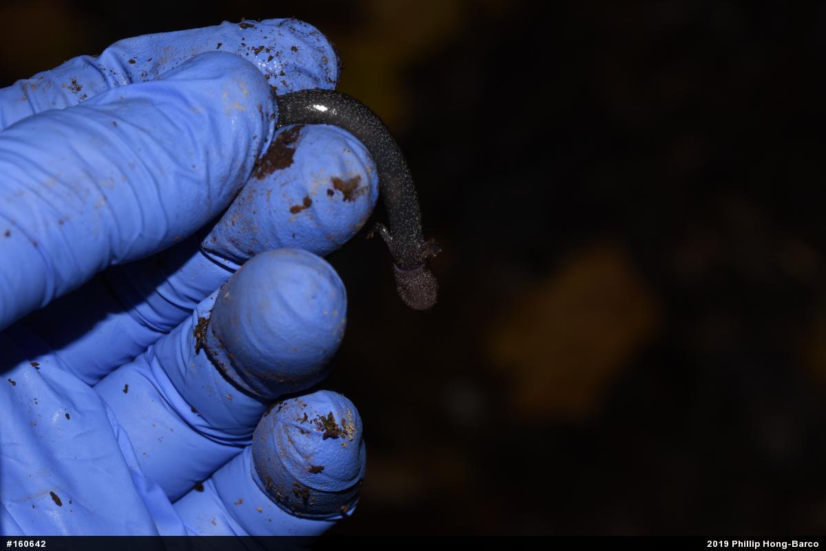 Northern Ravine Salamander